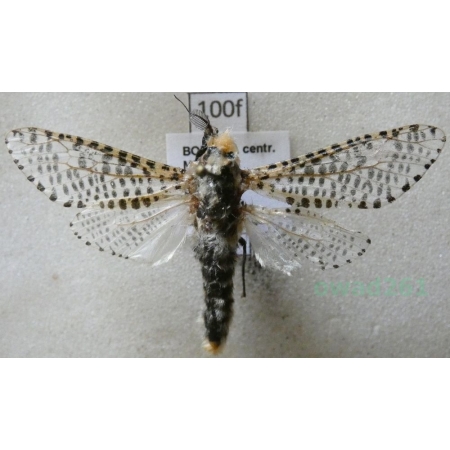 Zeuzera pyrina (Linnaeus, 1761) Torzyśniad kasztanówka Czech100f